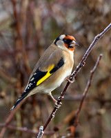 Goldfinch, Worcestershire