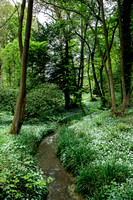 Wild Garlic, Shrawley Woods, Worcestershire