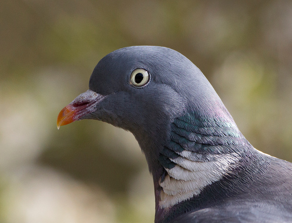 Wood Pigeon, Gloucestershire