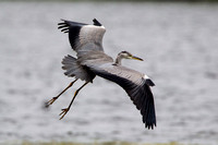 Grey Heron, Worcestershire