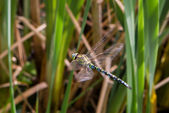 Southern Hawker, Worcestershire