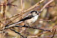 Long Tailed Tit, Worcestershire