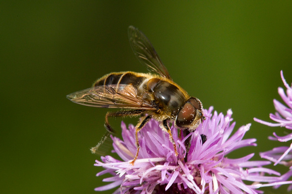Hoverfly, Episyrphus Pertinax, Knapp and Papermill, Worcestershire