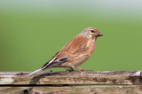 Linnet, Worcestershire