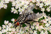 Tachinid Fly (Dexiosoma caninum) Monkwood Leicestershire