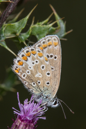 Common Blue, Knapp and Papermill, Worcestershire