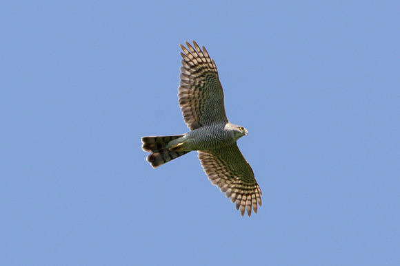 Sparrowhawk, Worcestershire