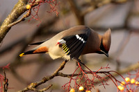 Waxwing, Worcestershire