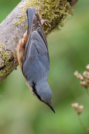 Nuthatch, Gloucestershire