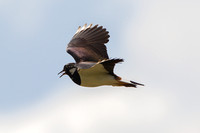 Lapwing, Grimley, Worcestershire