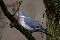 Wood Pigeon, Worcestershire