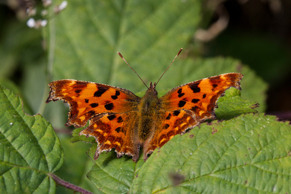Comma, Worcestershire