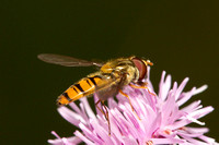 Hoverfly, Episyrphus balteatus, Knapp and Papermill, Worcestershire