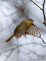 Willow Warbler, Forest of Dean