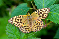 Silver-washed Fritillary, Trench WoodWorcestershire