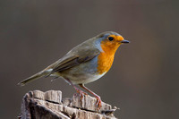 Robin, Worcestershire