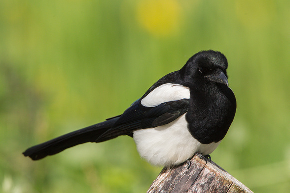 Magpie, Worcestershire
