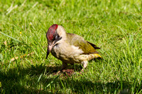 Green Woodpecker, Worcestershire