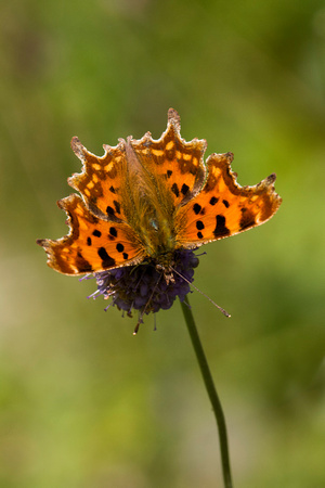 Comma, Trench Wood, Worcestershire