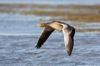 Greylag Goose, Gloucestershire