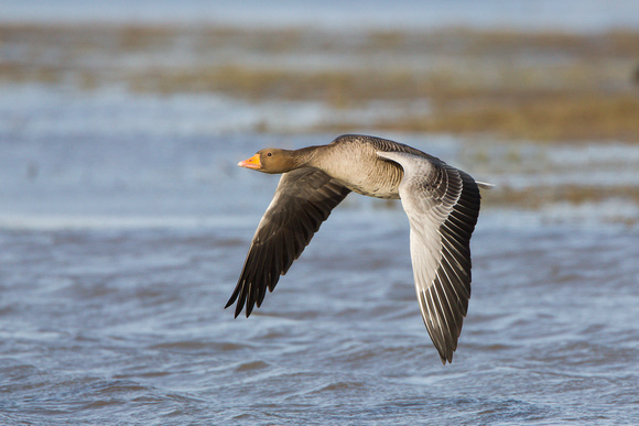 Greylag Goose, Gloucestershire