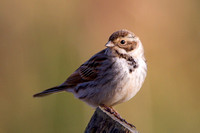 Reed Bunting, Worcestershire