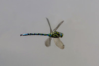 Southern Hawker, Nagshead, Gloucestershire
