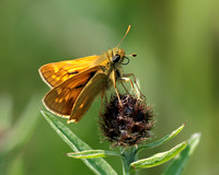Lage Skipper, Green Farm, Worcestershire
