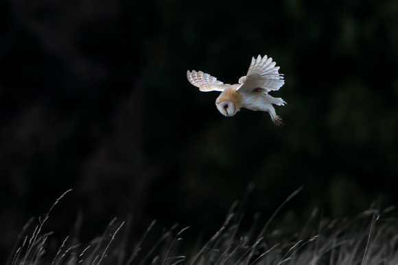 Barn Owl, Hawling, Gloucestershire