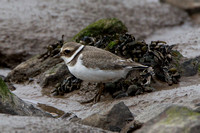 Ringed Plover, New Passage, Gloucestershire