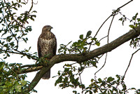 Common Buzzard, Worcestershire