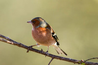 Chaffinch, Gloucestershire