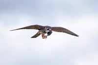 Hobby, Grimley, Worcestershire