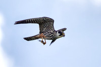 Hobby, Grimley, Worcestershire