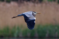 Grey Heron, Worcestershire