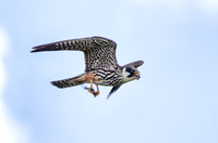 Hobby, Grimley, Worcestershire
