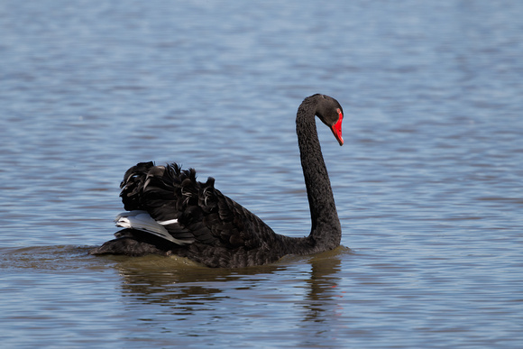 Black Swan, Slimbridge W.W.T.