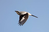 Great Grey Shrike