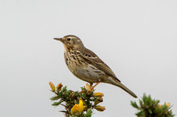 Meadow Pipit, Cleeve Common, Gloucestershire