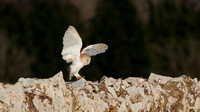 Barn Owl, Gloucestershire