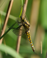 Black Tailed Skimmer, Female, Worcestershire