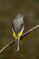 Grey Wagtail, Suckley, Worcestershire