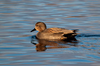 Gadwall, Grimley, Worcestershire