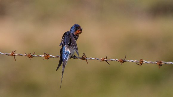Barn Swallow, Shropshire