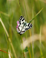Marbled White, Knapp and Papermill, Worcestershire