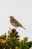 Meadow Pipit, Cleeve Common, Gloucestershire