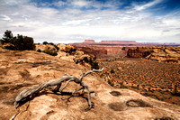 Arches  and Canyonlands National Parks