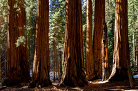 Sequoia NP Giant Sequoia Grove