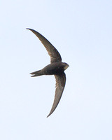 Common Swift, Grimley, Worcestershire