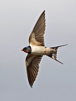 Barn  Swallow, Forest of Dean